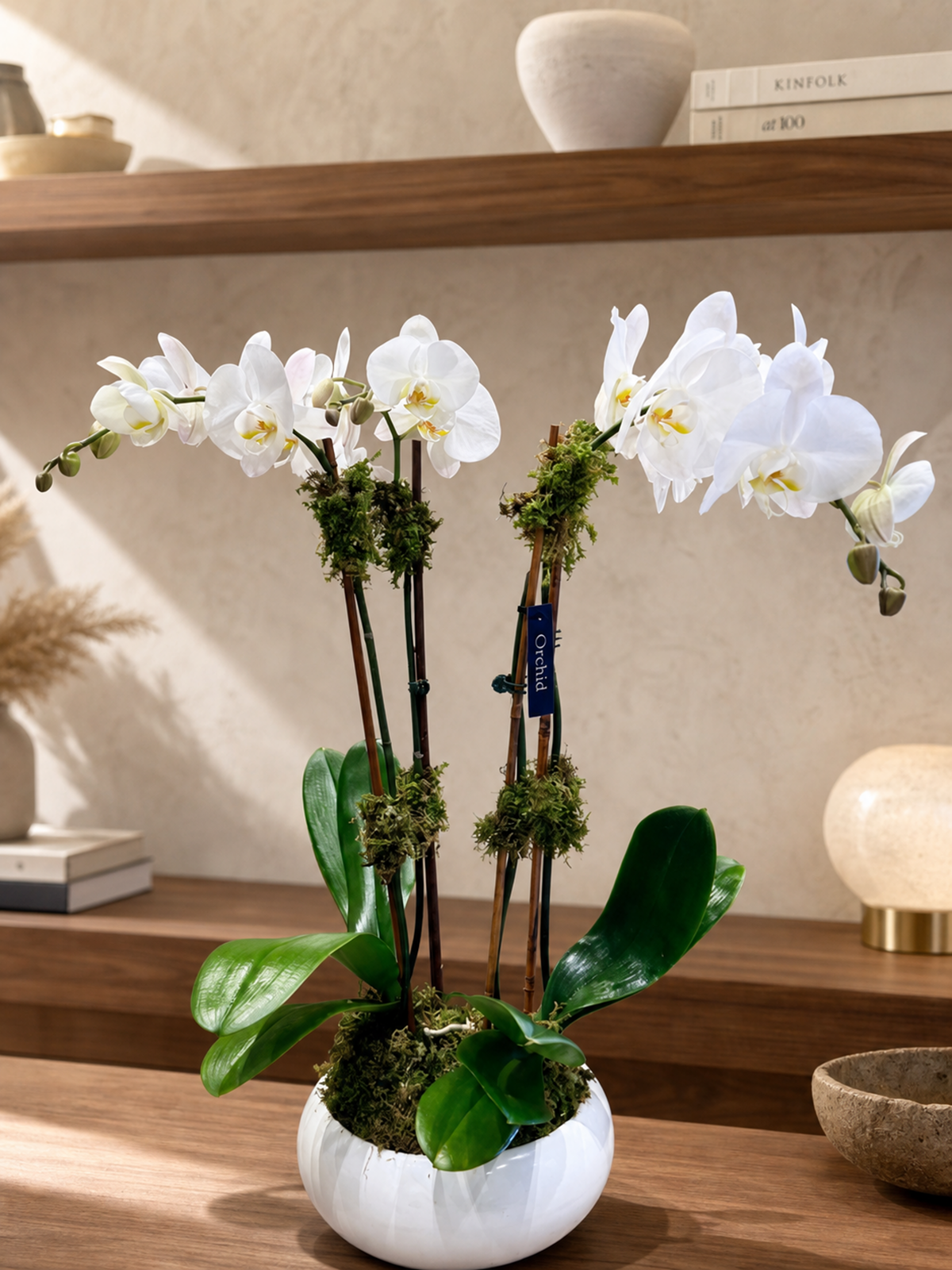 Phalaenopsis Double Orchid 6"
